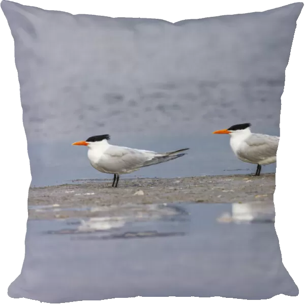 Trio of Royal terns, South Padre Island, Texas