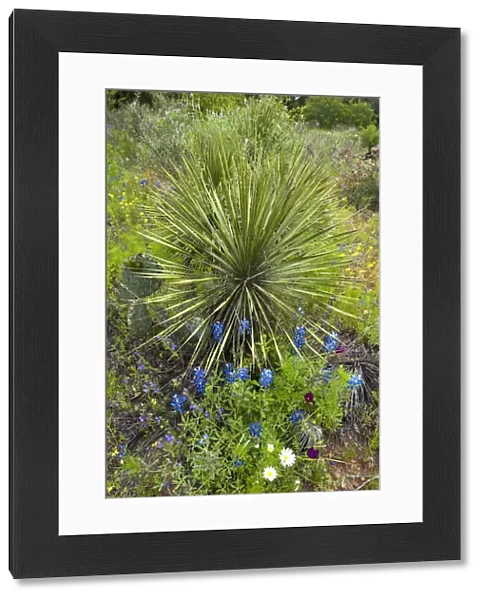 USA, Texas, Llano County. Scenic with bluebonnets and dagger plant agave