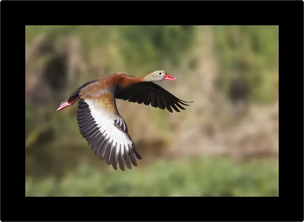 Black-bellied whistling duck flying, South Padre Island, Texas