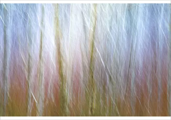 USA, Washington State, Seabeck. Alder forest abstract