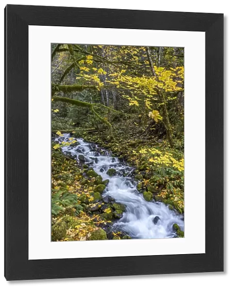 USA, Washington State, Olympic National Park. Creek rapids and forest in autumn