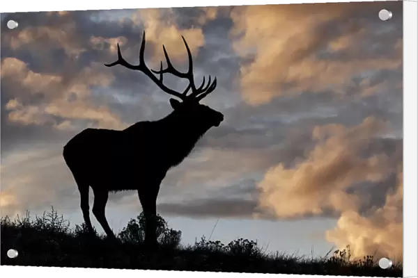 Bull elk or wapiti silhouetted at sunrise on ridge, Yellowstone National Park, Wyoming
