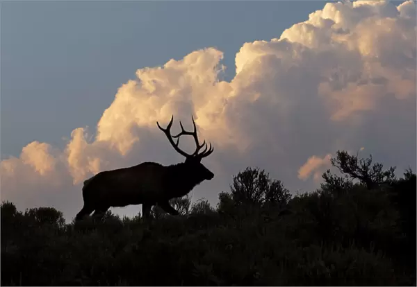 Bull elk or wapiti silhouetted on ridge at sunrise, Yellowstone National Park, Wyoming