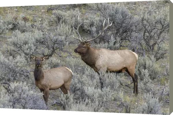 Bull elk approaching cow elk or wapiti, Yellowstone National Park, Wyoming