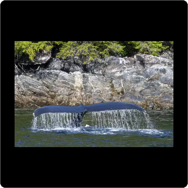 Canada, British Columbia, Great Bear Rainforest. Humpback whale tail