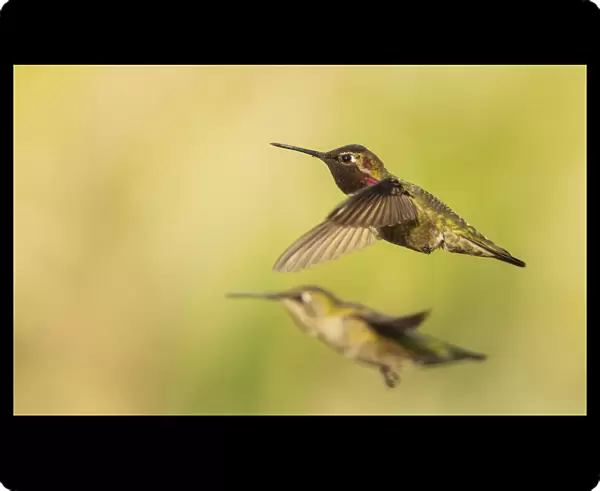 Annas hummingbird pair