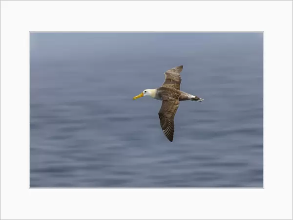 Waved albatross flying, Espanola Island, Galapagos Islands, Ecuador