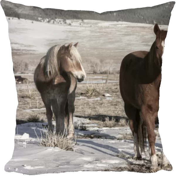 USA, Colorado, Westcliffe. Music Meadows Ranch. Sorrel horses with draft horse. (PR)