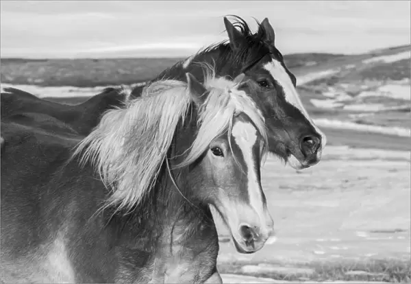 USA, Colorado, Westcliffe. Music Meadows Ranch. Ranch horses in winter. (PR)