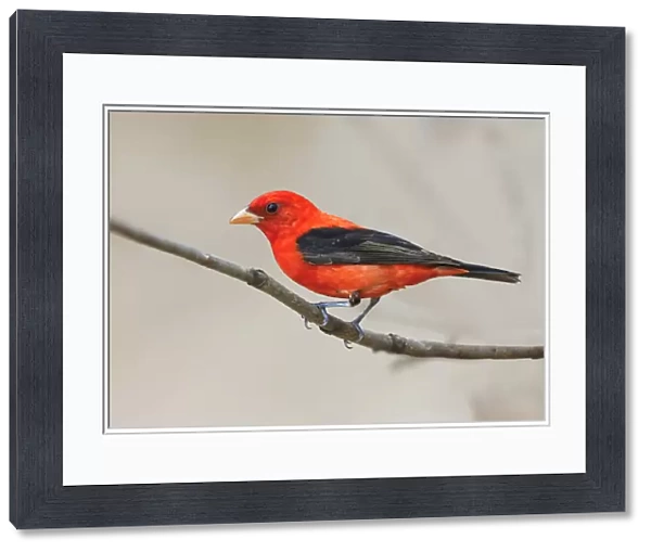 Scarlet tanager, South Padre Island, Texas