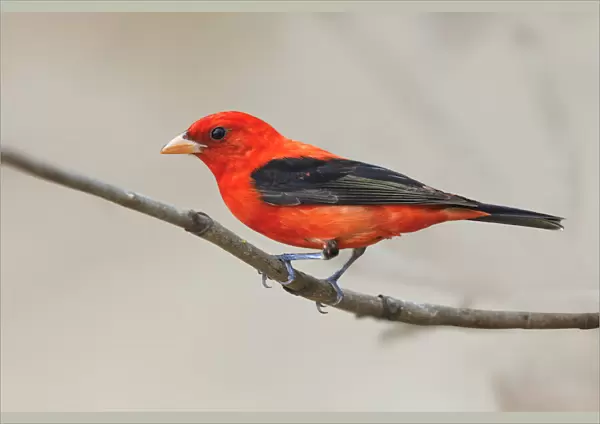 Scarlet tanager, South Padre Island, Texas