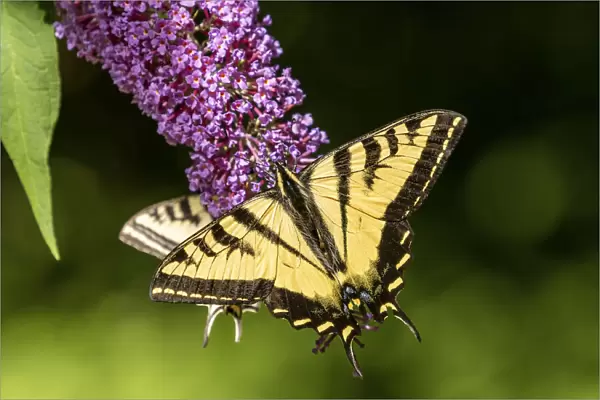 Issaquah, Washington State, USA. Two Western Tiger Swallowtail butterflies pollinating a Butterfly Bush