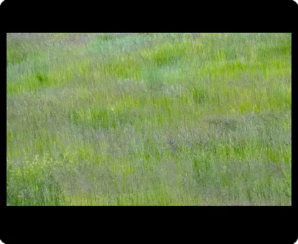 USA, Washington State, Palouse, Eastern Washington. Green grass field