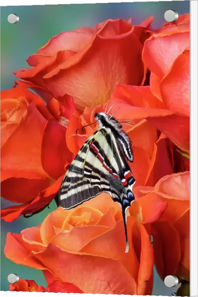 USA, Washington State, Sammamish. Zebra swallowtail butterfly on orange roses