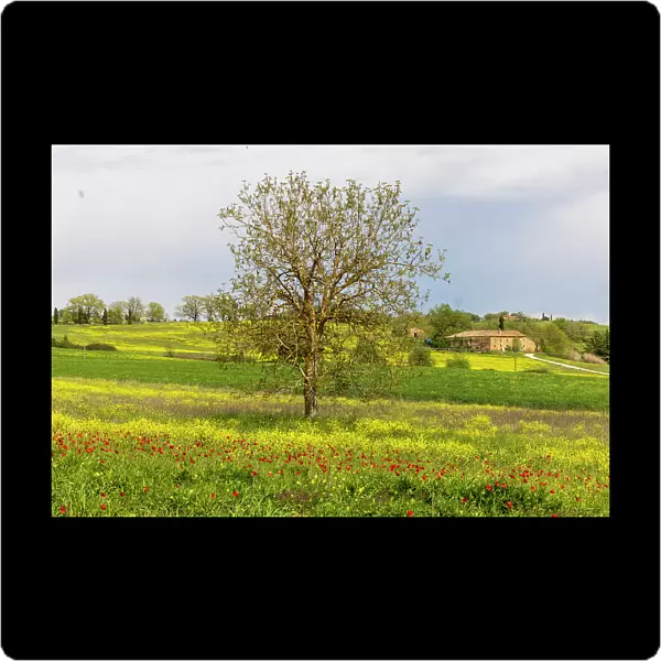 Lonely tree. Tuscan meadow with a farm. Yellow mustard plants and red poppies. Tuscany, Italy