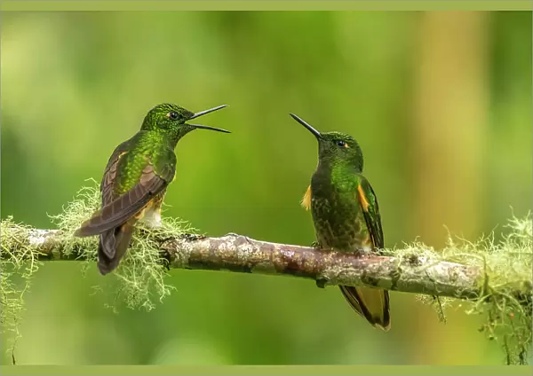 Ecuador, Guango. Buff-tailed coronet hummingbirds close-up
