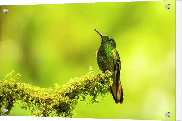 Ecuador, Guango. Buff-tailed coronet hummingbird close-up