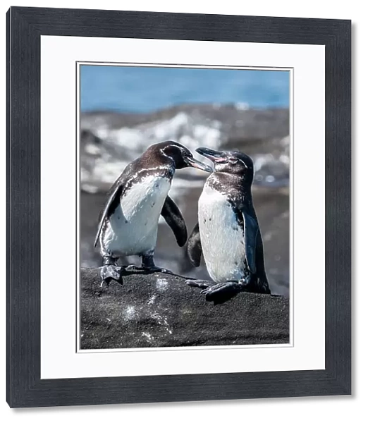 Ecuador, Galapagos, Northwestern coast of Isabela, Tagas Cove. Galapagos penguins