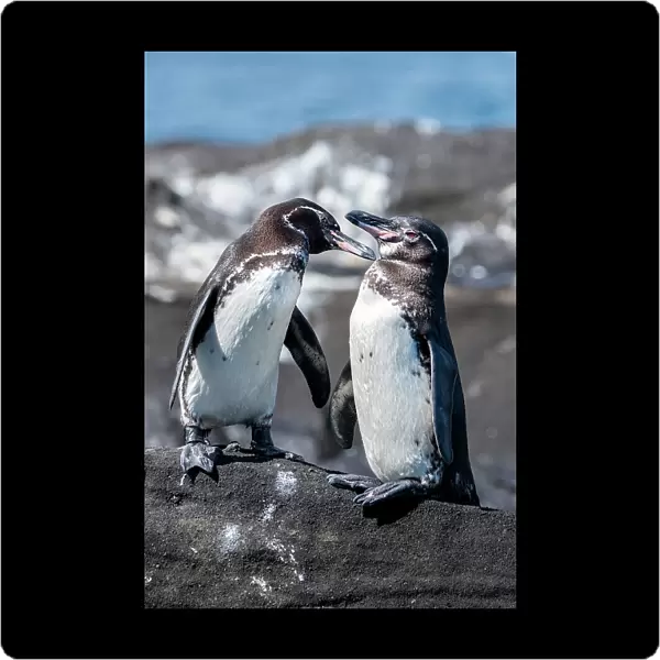 Ecuador, Galapagos, Northwestern coast of Isabela, Tagas Cove. Galapagos penguins