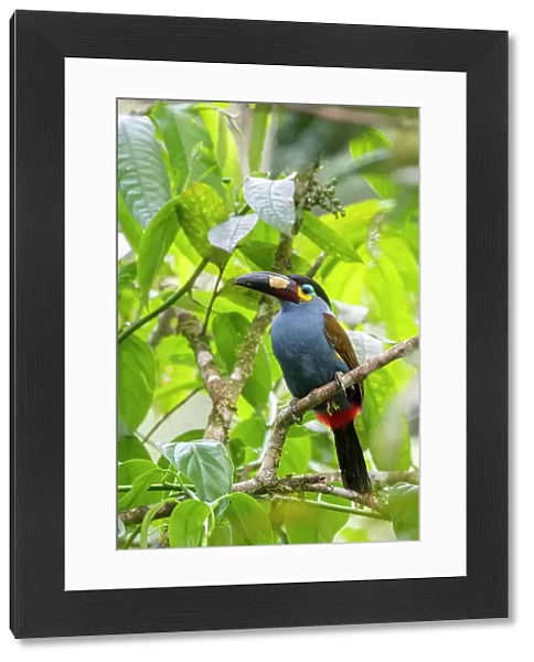 Ecuador, Tandayapa Valley, Alambi Reserve. Plate-billed mountain toucan, aka laminated hill-toucan