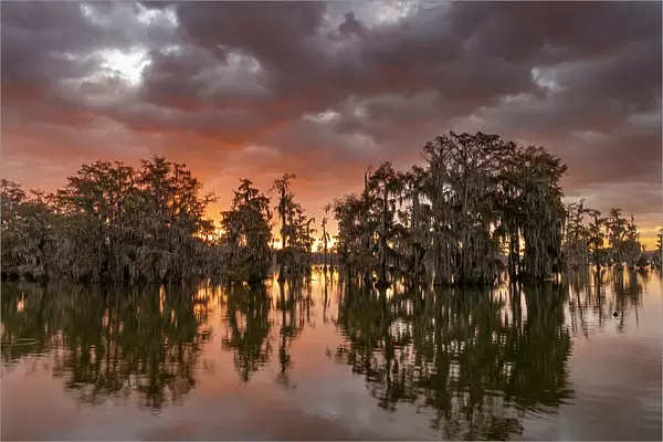 Sunrise clouds over cypress trees at Lake Martin near Lafayette, Louisiana, USA