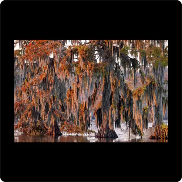 Cypress trees in autumn at Lake Martin near Lafayette, Louisiana, USA