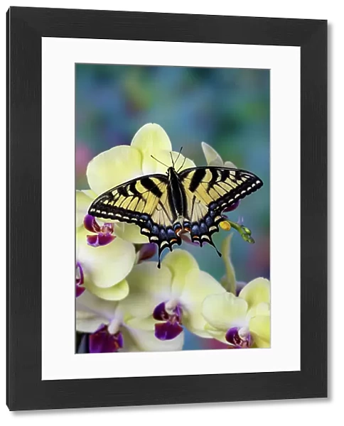 USA, Washington State, Sammamish. Eastern tiger swallowtail butterfly on Orchid