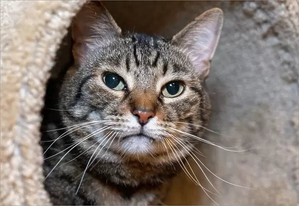Issaquah, Washington State, USA. Ten year old American short-haired cat