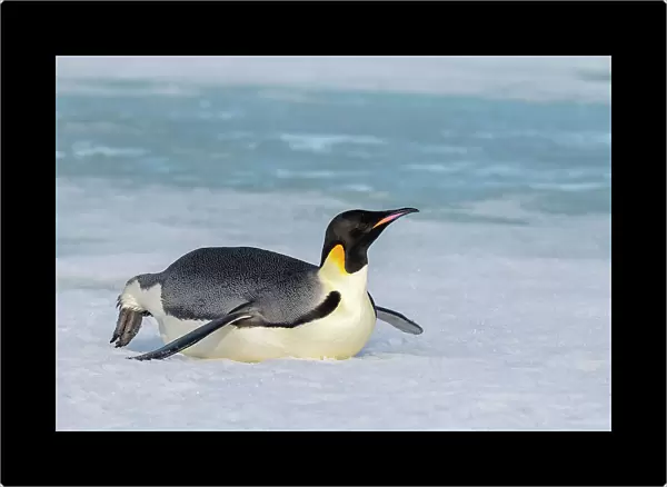 Antarctica, Weddell Sea, Snow Hill. Emperor penguin