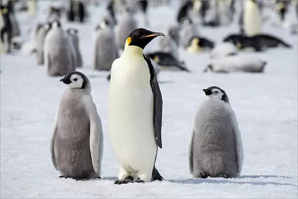 Antarctica, Weddell Sea, Snow Hill. Emperor penguins adult with chicks