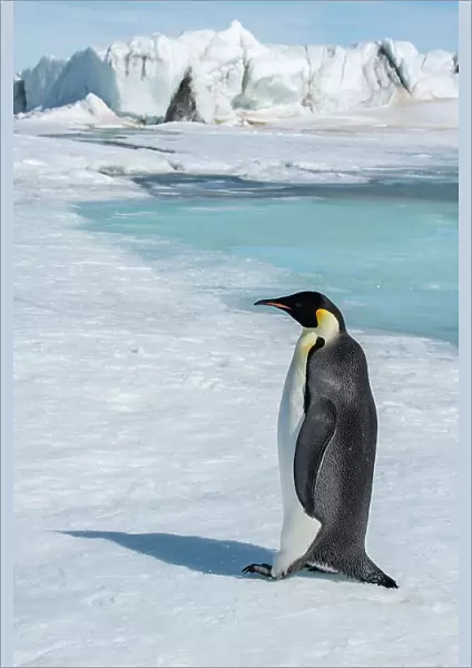 Antarctica, Weddell Sea, Snow Hill. Emperor penguin