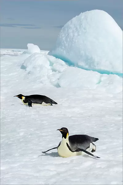 Antarctica, Weddell Sea, Snow Hill. Emperor penguins toboggining