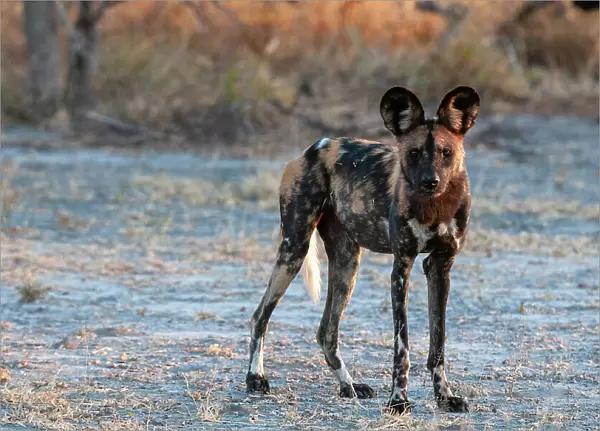 Portrait of an endangered African wild dog Cape hunting dog, or painted wolf, Lycaon pictus. Nxai Pan National Park, Botswana