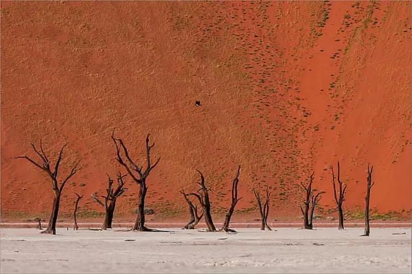 Camel thorn trees against red sand dunes in the Sossusvlei. Namib Naukluft Park, Namib Desert, Namibia