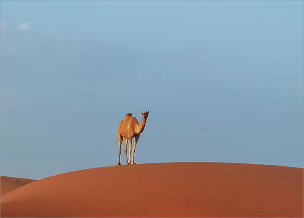 A wild camel standing atop a large sand dune in a vast desert. Wahiba Sands, Oman