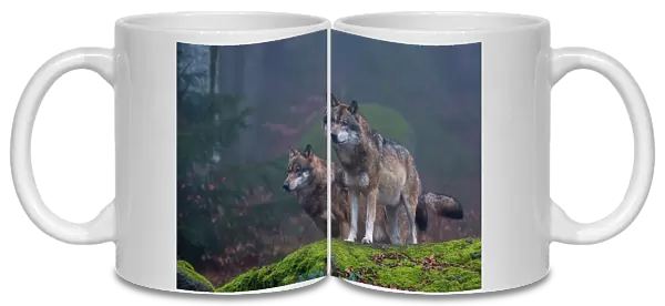 Two gray wolves, Canis lupus, on a mossy boulder in a foggy forest. Bayerischer Wald National Park, Bavaria, Germany