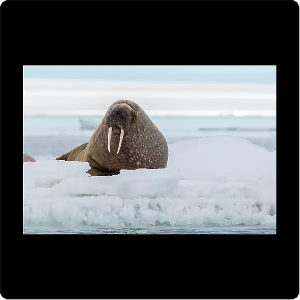 An Atlantic walrus, Odobenus rosmarus, resting on the ice. Svalbard, Norway