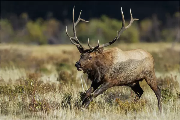 Bull elk chasing nearby rival, . USA, Colorado, Rocky mountain meadow