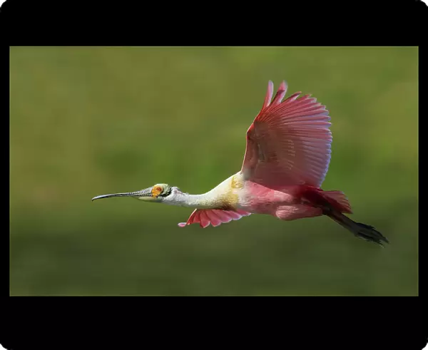 USA, South Texas. Roseate spoonbill flyby