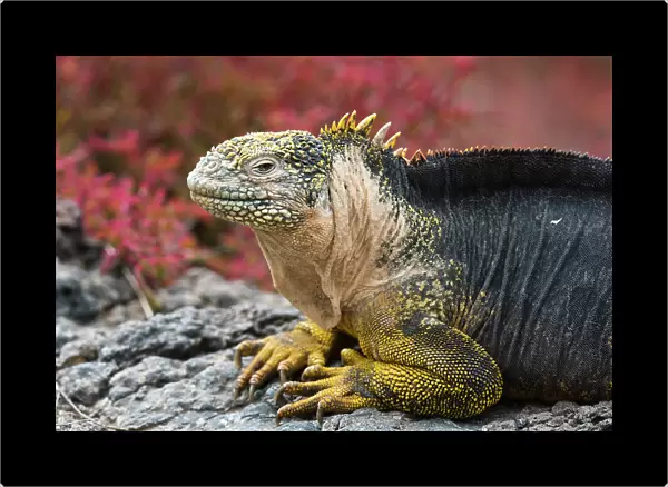 Portrait of a land iguana, Conolophus Subcristatus. South Plaza Island, Galapagos, Ecuador