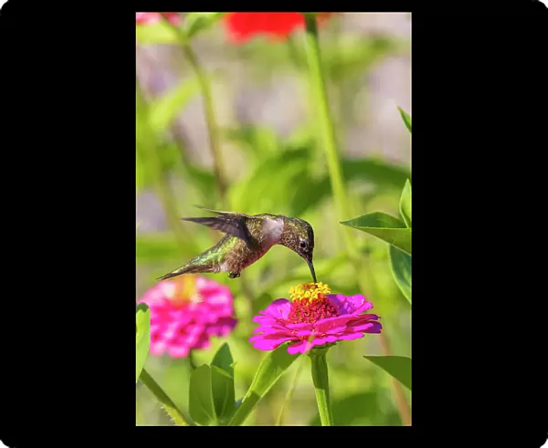 Ruby-throated Hummingbird immature feeding on zinnia. Marion County, Illinois