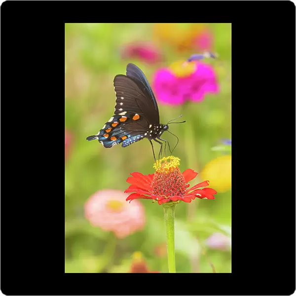 Pipevine Swallowtail male on zinnia in flower garden, Marion County, Illinois. (Editorial Use Only)