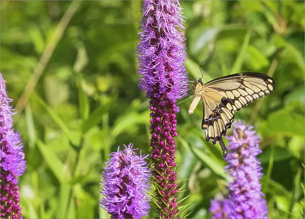 Giant Swallowtail on Prairie blazing star, Rock Cave Nature Preserve, Effingham County, Illinois. (Editorial Use Only)