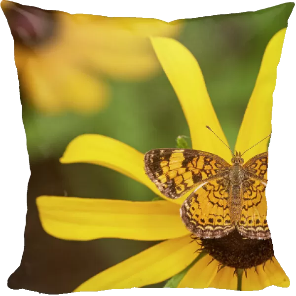 Pearl Crescent on Black-eyed Susan, Marion County, Illinois