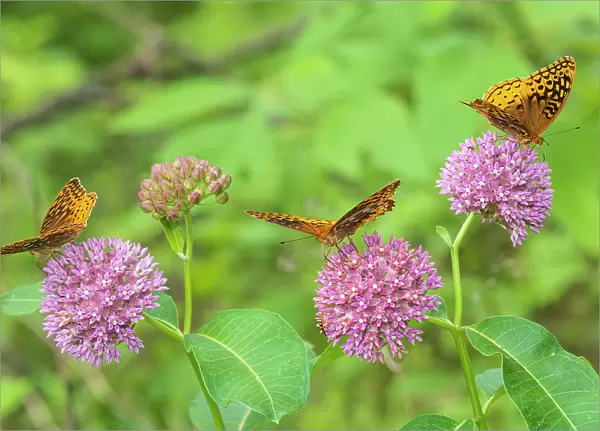 Great Spangled Fritillaries on Purple Milkweed, Marion County, Illinois. (Editorial Use Only)