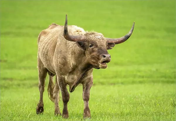 USA, Oklahoma, Wichita Mountains National Wildlife Refuge. Longhorn bull bellowing