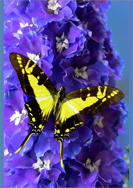 USA, Washington State, Issaquah. Butterfly on flowers