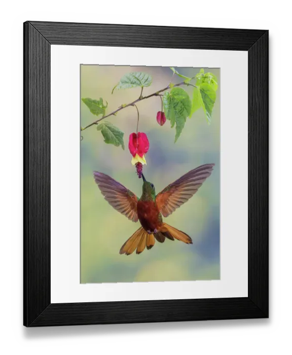 Framed Print : Chestnut-breasted coronet hummingbird foraging print Framed Print : Chestnut-breasted coronet hummingbird foraging print