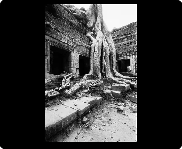 Angkor Cambodia, Ta Prohm Tree