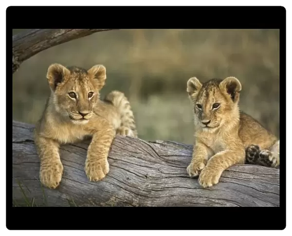 Lion cubs on log